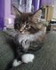 Bébés Maine Coons