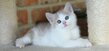 Chatons British shorthair   Européen à reserver