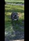 American Staffordshire Terrier