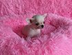 Mini femelle chiot chihuahua banche