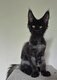 Maine coon black smoke à vendre