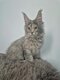 Bébés Maine coon à vendre