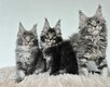 Bébés Maine coon à vendre