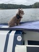 Chihuahua lavande Tan dispo. Pour saillie