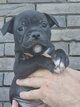Petite staffie noire pure race
