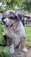 Chiots bergers australien à vendre
