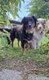 Chiots bergers australien à vendre