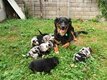 Chiots bergers australien à vendre