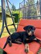Chiot Rottweiler femelle
