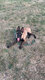 Mechelse herder/ Malinois - 4m