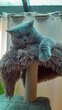 Très beau mâle BRITISH SHORTHAIR