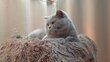 Très beau mâle British Shorthair