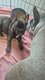 Chiot Bouledogue Français