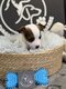 Jack Russell Toy