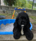 Cocker américain à vendre
