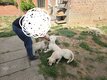Jeunes goldens Retrivers