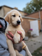 Jeunes goldens Retrivers