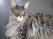 Vente femelle Maine Coon