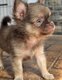 Chihuahua 3 mâles