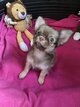 Chihuahua 1 mâle 1 femelle