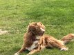 Femelle retriever de Nouvelle Ecosse - Panier...