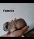 Bouledogue français