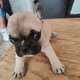 Bouledogue français