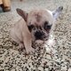 Bouledogue français