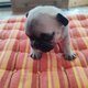 Bouledogue français