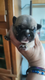 Bouledogue français