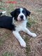 Chiot border collie