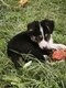 Chiot border collie