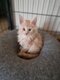 Maine coon