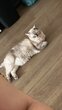 British Shorthair de 3 ans male