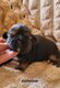 Magnifique bb shih tzu
