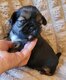 Magnifique bb shih tzu