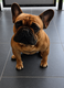 Mâle bouledogue français