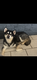 Malamute à donner