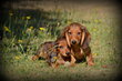 Chiots Teckel poil long