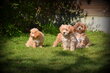 Chiots Maltipoo