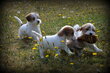 Chiots Jack Russell poil dur