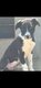 Chiot border collie