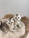 British shorthair black silver✨️et black...