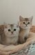 British shorthair✨️ Golden & Silver ✨️