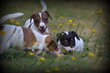Chiots Jack Russell blanc/brun tricolor