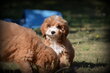 Chiots Cockapoo