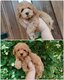 Magnifiques chiots caniche nain disponible de...