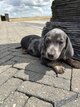 Chiots Teckel poil court