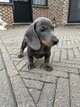 Chiots Teckel poil court