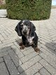 Chiots Teckel poil court